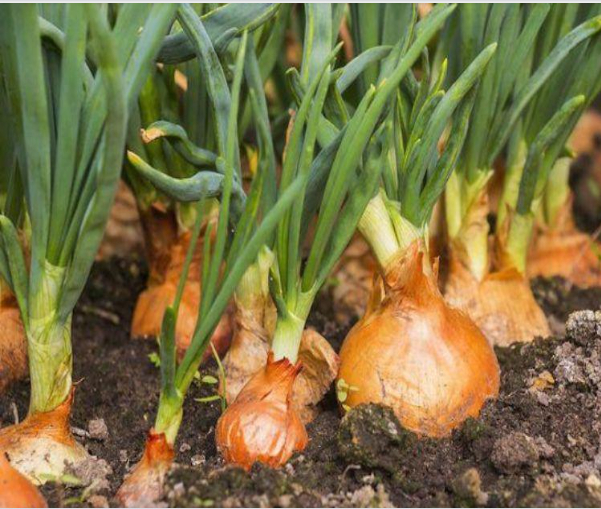 Hình 3. Canh tác hợp lý