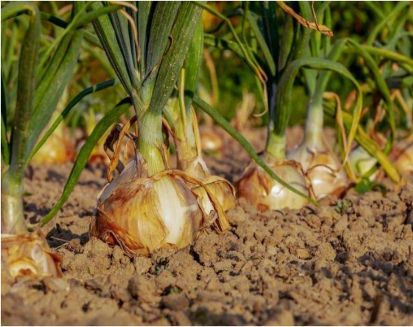 Hình 4. Hành tây phát triển khoẻ mạnh