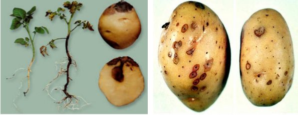 Hình 1: Bệnh gây hại trực tiếp vào củ khoai tây gây thiệt hại lớn