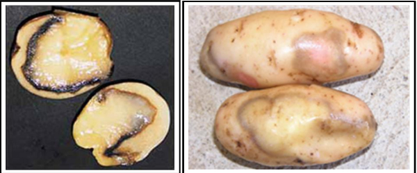 Hình 2: Dấu hiệu của bệnh thối ướt 