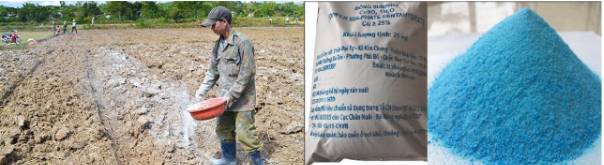 Hình 3: Bón vôi xử lý đất và đồng sunfat