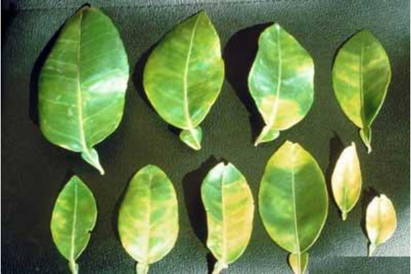 Hình 1: Bệnh xuất hiện trên lá hầu hết các dòng cây có múi