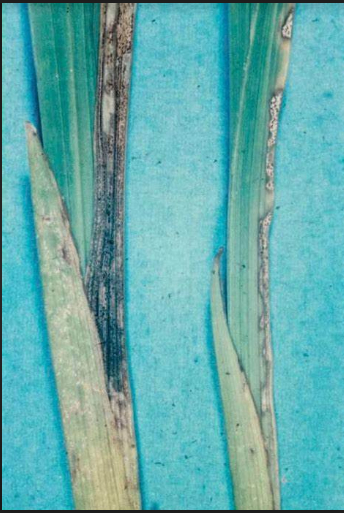 Hình 1. Vết bệnh