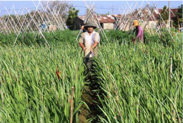 Hình 4. Thăm ruộng kiểm dịch