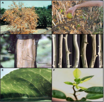 Hình 1. Bệnh virus cam chanh