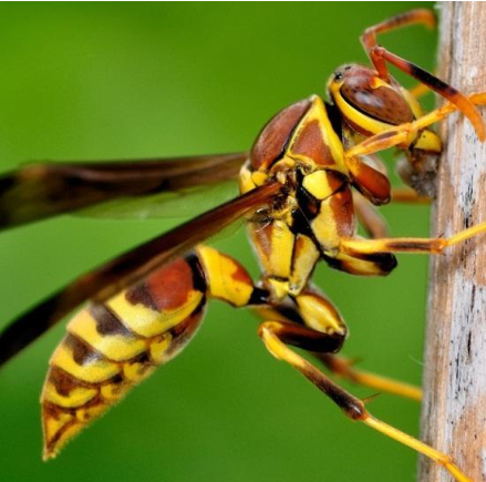 Hình 10. Ong bắp cày