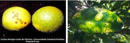 Hình 2. Vết bệnh trên quả và lá