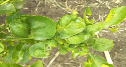 Hình 3. Biểu hiện bệnh trên cây