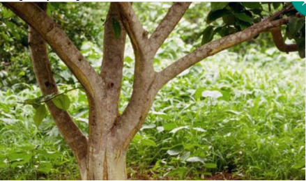 Hình 4. Bệnh xuất hiện trên gốc cây