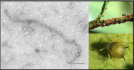 Hình 5. Rầy mềm xanh