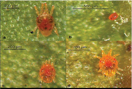 Hình 6. Nhện thuộc chi Brevipalpus