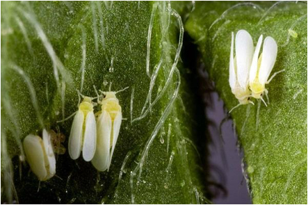 Hình 7. Bọ phấn