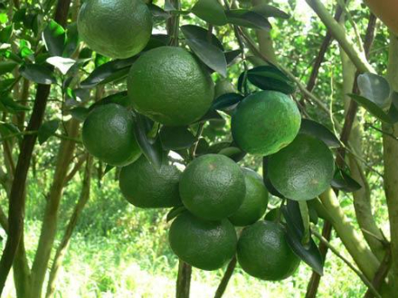 Hình 8. Giống chọn lọc