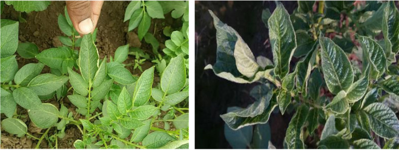 Hình 1. Bệnh hại do virus trên cây khoai tây