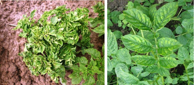 Hình 3. Bệnh virus khảm lá