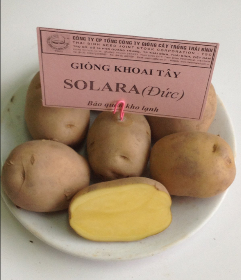 Hình 5. Giống chọn lọc