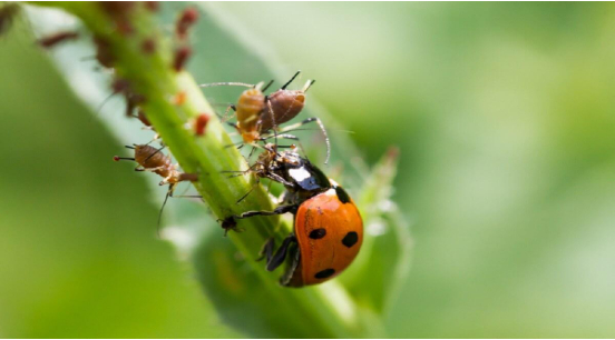 Hình 7. Bọ rùa - Thiên địch