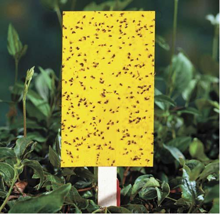 Hình 8. Bẫy dính vàng