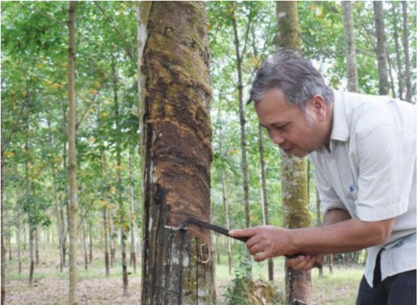 Hình 3.Cạo mô bệnh để bôi thuốc