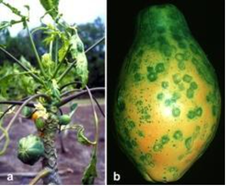 Hình 1. Bệnh đốm hình nhẫn do Papaya Ringspot Virus (PRSV) 
