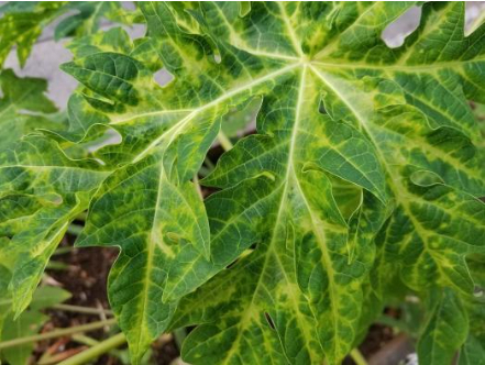 Hình 2. Biểu hiện bệnh khảm lá đu đủ do Papaya Mosaic Virus (PMV)