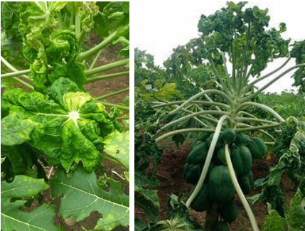 Hình 3. Bệnh xoắn lá đu đủ do PLCV