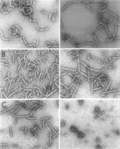 Hình 5. Papaya Ringspot Virus (PapRV)