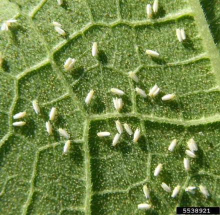 Hình 6. Bọ phấn