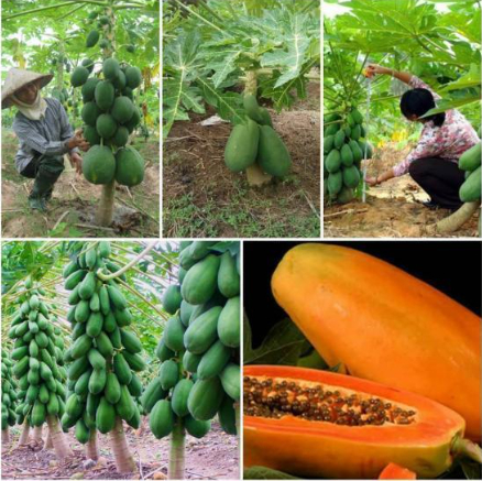 Hình 7. Giống chọn lọc