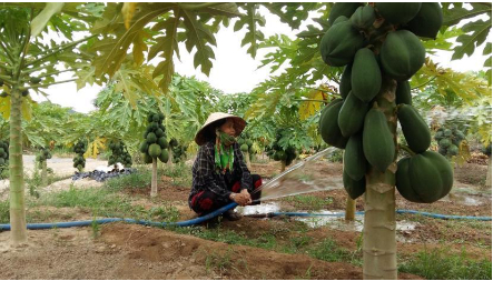 Hình 8. Chăm sóc cẩn thận