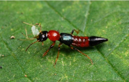 Hình 9. Kiến ba khoang