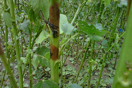 Hình 1. Cây đay bị bệnh gỉ sắt do nấm Melampsora liniperda Palm