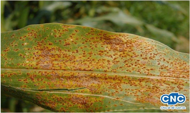 Hình 2. Ngô bị bệnh gỉ sắt do nấm Puccinia maydis