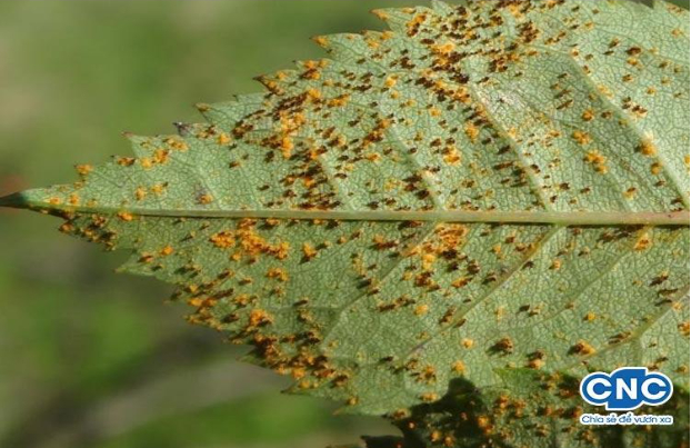 Hình 3. Hoa hồng bị bệnh gỉ sắt do nấm Phragmidium tuberculatum