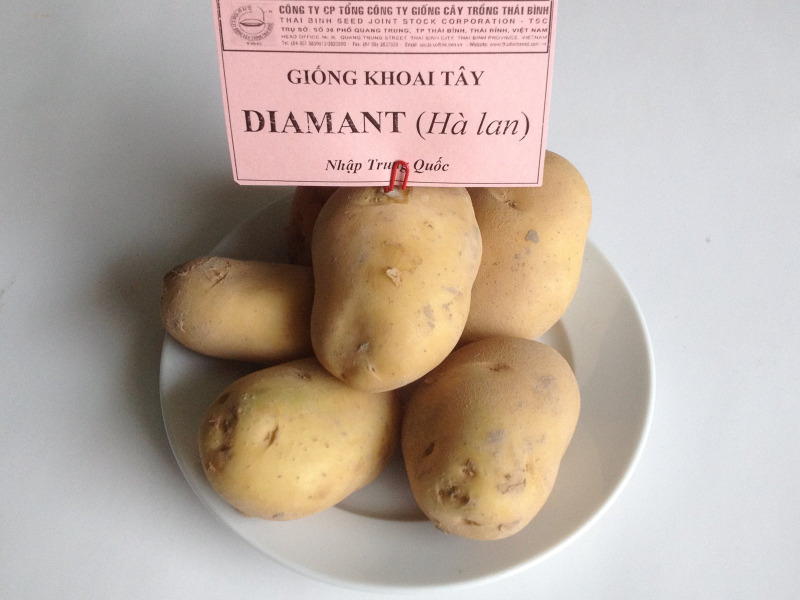 Hình 4. Chọn lọc giống