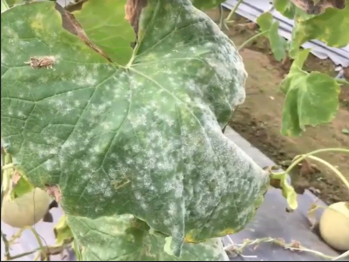 Hình 1. Bệnh phấn trắng ở họ bầu bí