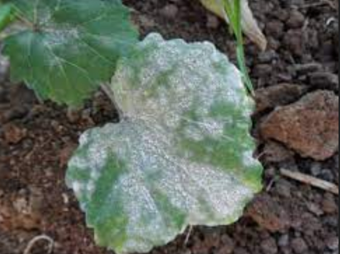 ình 2. Hiện tượng bệnh phấn trắng ở cây bí