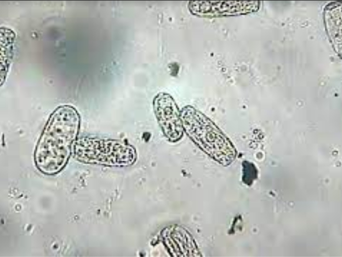 Hình 3. Nấm Erysiphe cichoracearum De Candolle