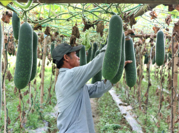 Hình 4. Cách trồng bí hợp lí 