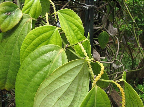 Hình 1: Giai đoạn cây tiêu cho ra hoa và thụ phấn