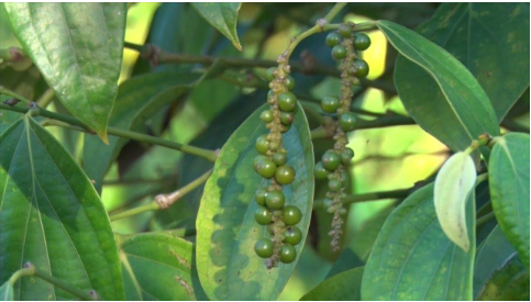 Hình 4: Cây sau khi rụng gié làm thưa quả, gié không đầy hạt, sản lượng kém