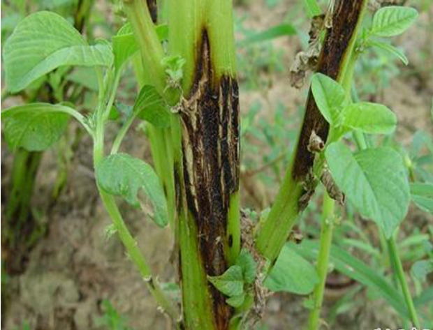 Hình 1. Cây đay bị bệnh thán thư do nấm Colletotrichum corchori Ikata et Tanaka gây nên