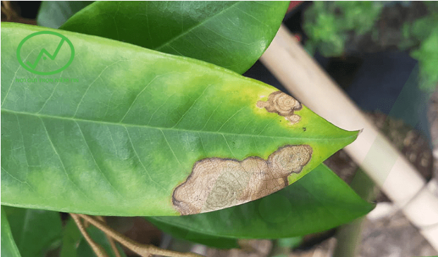 Hình 2. Sầu riêng bị bệnh thán thư do nấm Colletotrichum spp gây ra