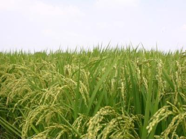 Hình 3. Luân canh đay với lúa