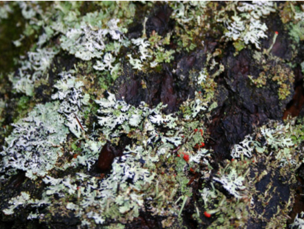 Hình 2. Hình dáng vết bệnh