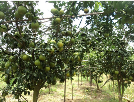 Hình 3. Canh tác hợp lý