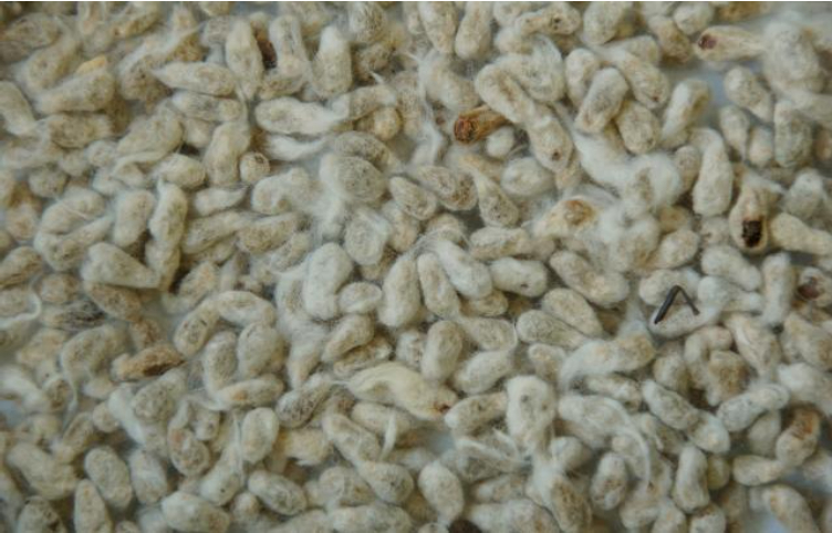 Hình 3: Hạt giống được xử lý trước gieo trồng