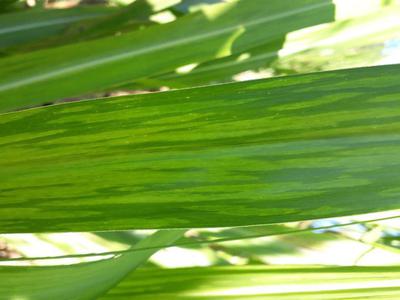 Hình 2: Lá mía có các vệt ngả vàng dài xen kẽ với màu xanh