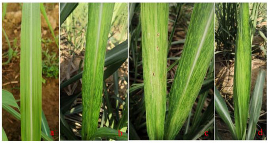Hình 3. Mức độ ảnh hưởng bệnh nhiễm khảm ở lá mía