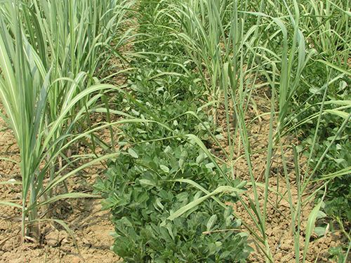 Hình 4: Luân canh với cây lạc